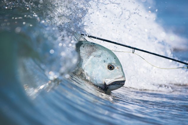 Giant trevally, Seychelles, 2016 Josh Hutchins