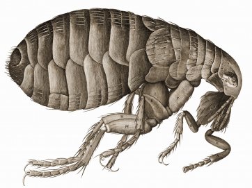 Robert Hooke's drawing of a flea in Micrographia, 1665