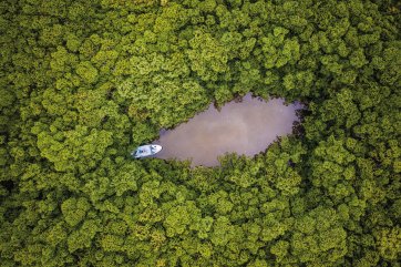 Searching for tarpon in mangrove tunnels – Ascension Bay, Mexico