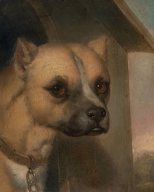 Staffordshire bull terrier belonging to the Rev. John Gower, 1851