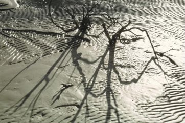 Sand, wind and water shape the vegetation in the shallows, beside a lone walker's footprint, Lake Pedder, Tasmania